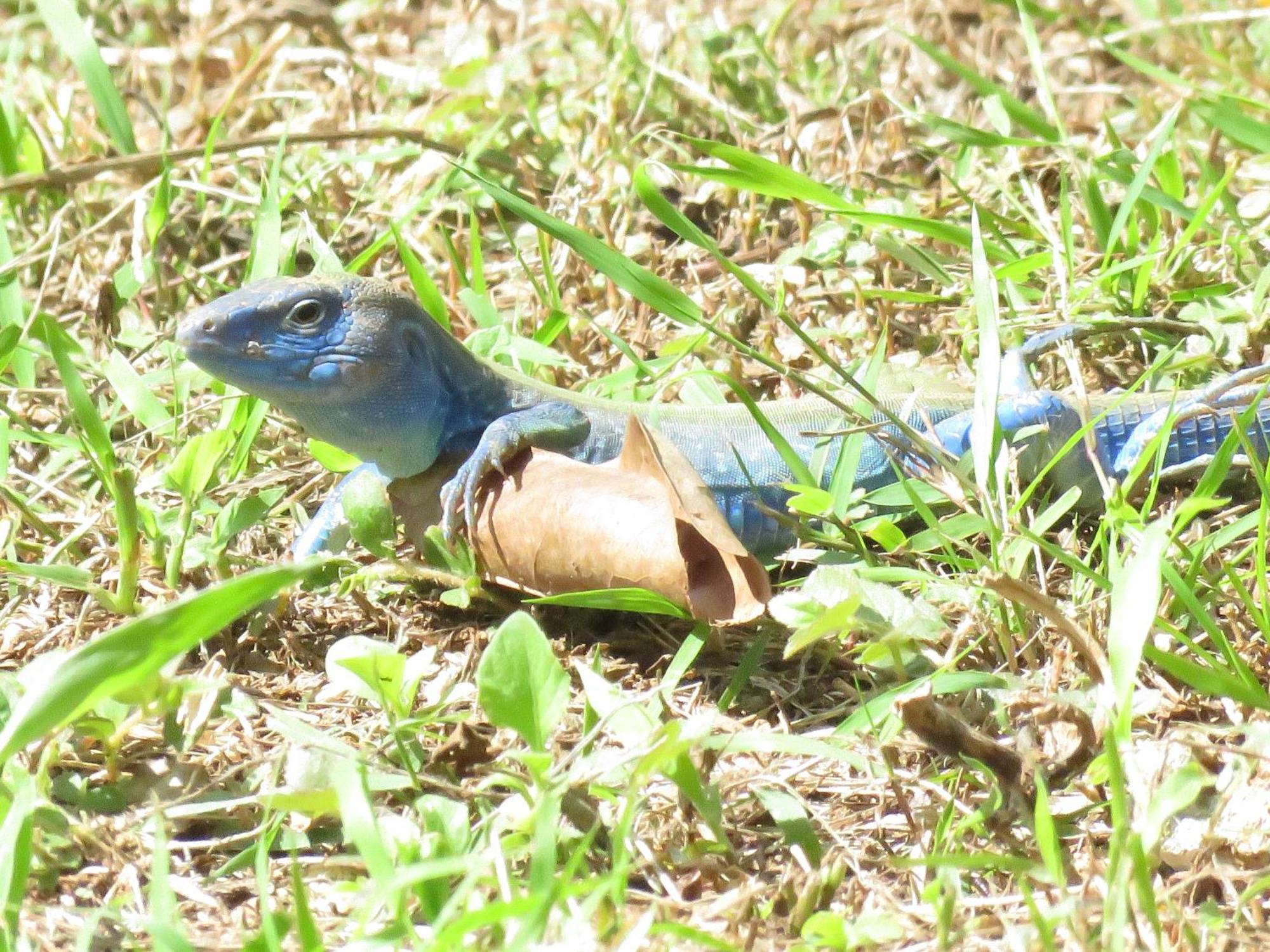 Blue Lizard House Villa San Andrés Kültér fotó